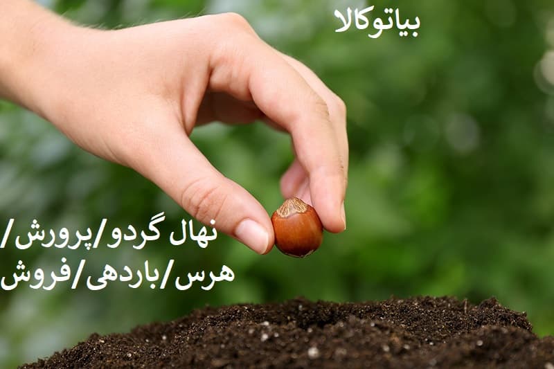 چه نژادی از فندق برای مناطق ایران مناسب‌تر است؟